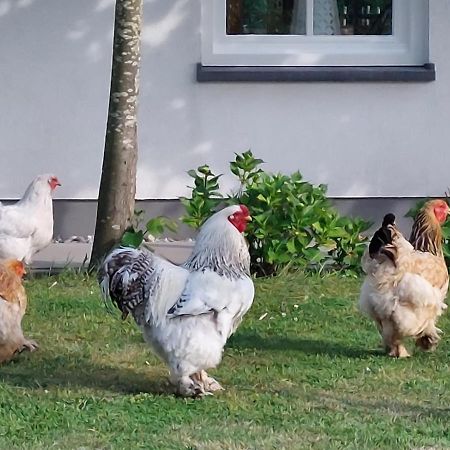 Bed and Breakfast De Tulp Noordgouwe Екстер'єр фото