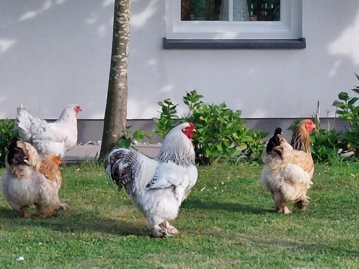 Bed and Breakfast De Tulp Noordgouwe Екстер'єр фото